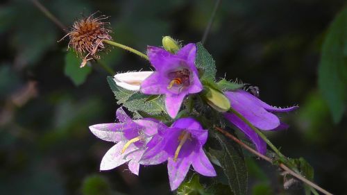 forest flower blossom bloom