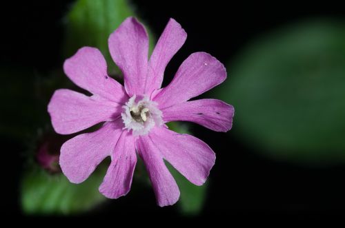 forest flower macro wild plant