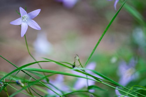 forest flower  purple  leaf