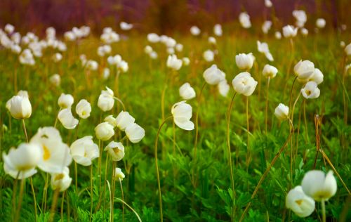 Forest Flowers