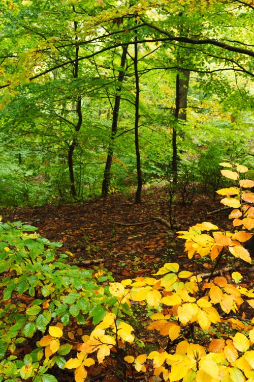 Forest In Autumn