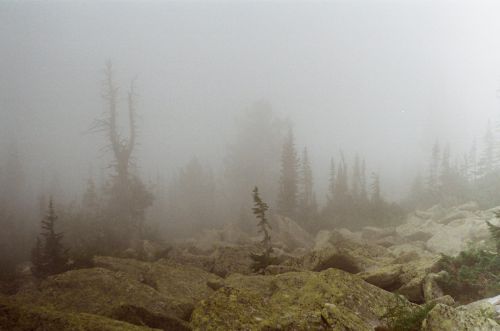 Forest In The Fog