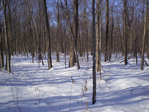 Forest In Winter