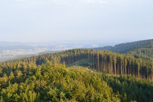 forest landscape nature