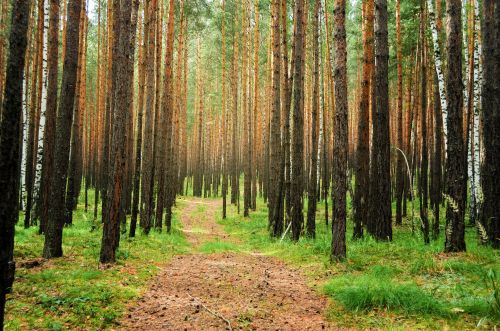 Forest Landscape