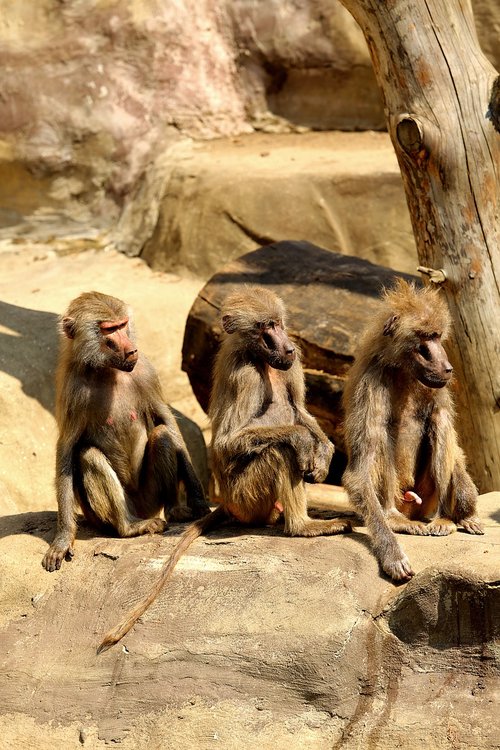 forest monkey  lake  beach