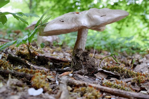 forest mushroom  mushroom  forest floor