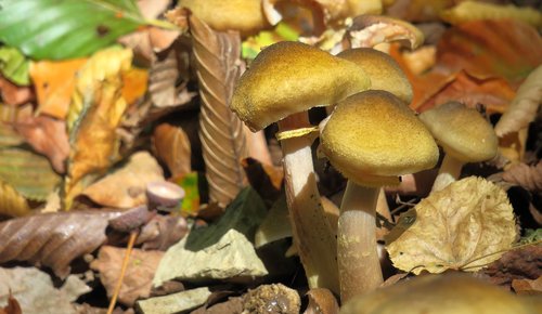 forest mushroom  mushroom  moss