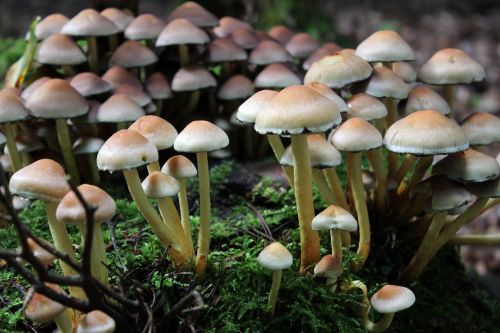 forest mushrooms mushroom toxic