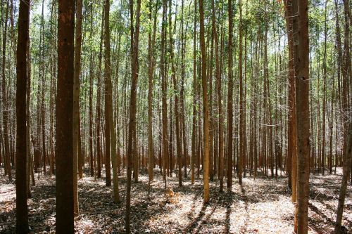 forest of eucalyptus trees abstract