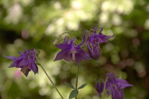 forest orchid flower purple