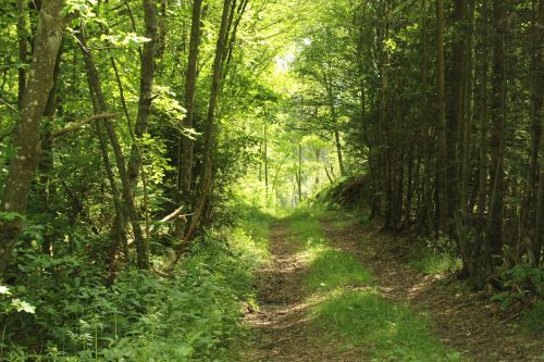 forest path forest nature