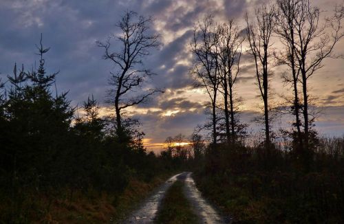 forest path nature trees