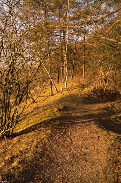 forest path sun forest