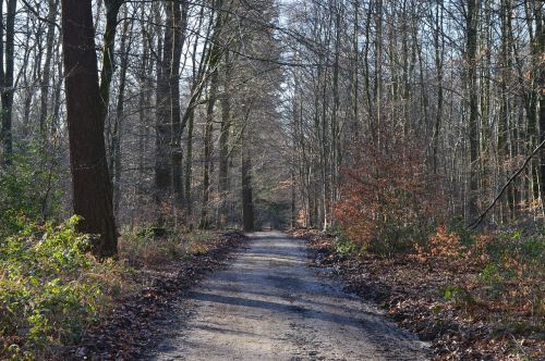 forest path winter forest trail