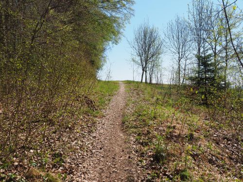 forest path footpath path