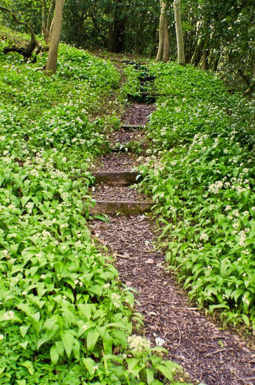 Forest Path