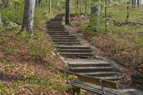 forest path stairs forest nature