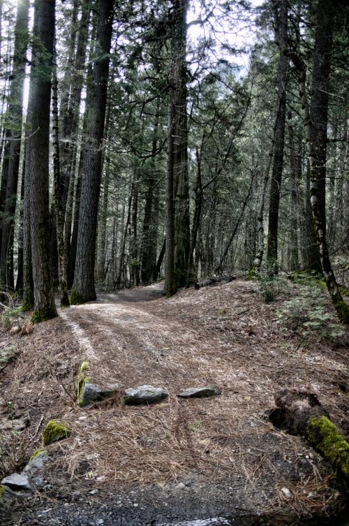 Forest Path