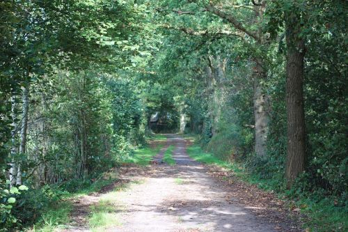 forest path away forest