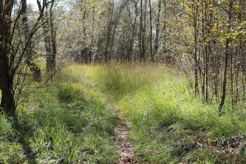 forest path glade forest