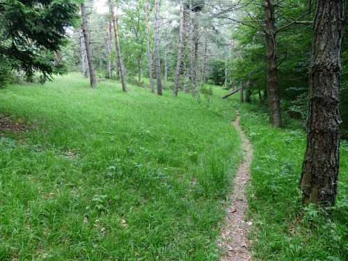forest path trail wegchen