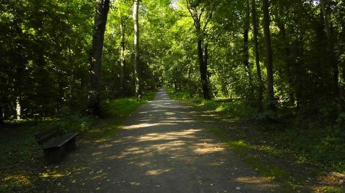 forest path forest tree lined avenue