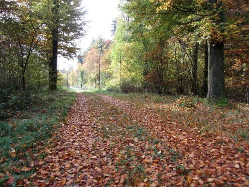 forest path path forest