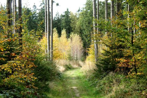 forest path forest trees