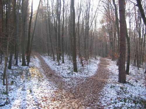 forest path winter crossroads