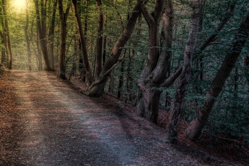 forest path nature landscape