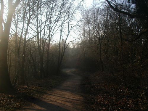 forest path morning sun haze