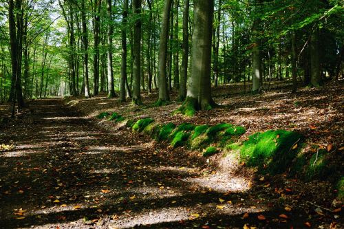 forest path forest trees