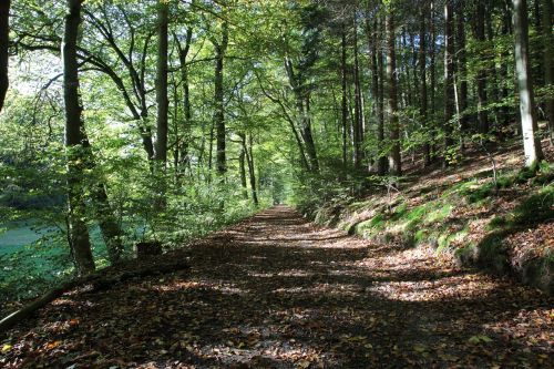 forest path autumn oak