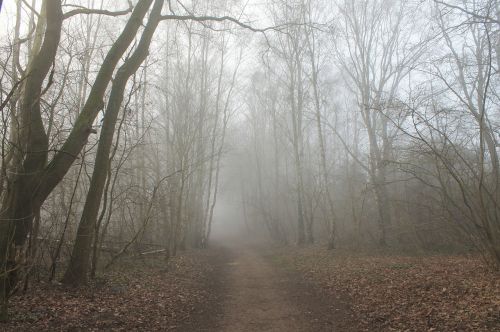 forest path fog trees