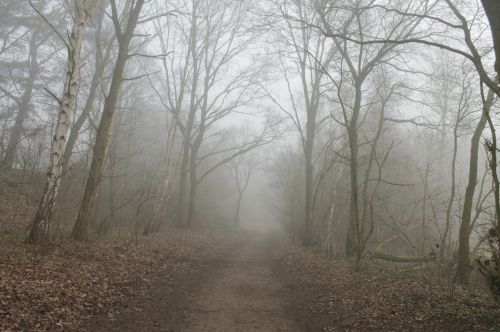 forest path fog trees