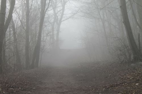 forest path fog trees