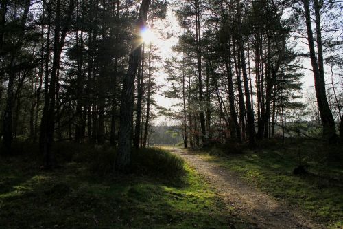 forest path lane forest