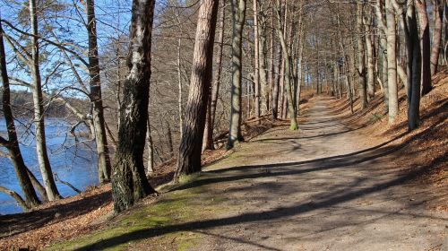 forest path lake nature