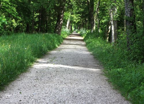 forest path lane forest