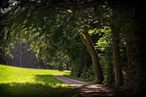 forest path  light  shadow