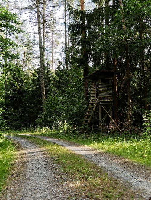 forest path  summer  nature