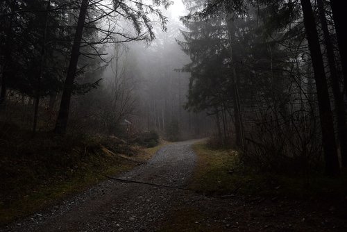 forest path  fog  forest