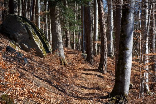 forest path  away  nature