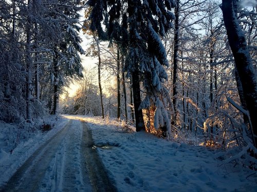 forest path  sunrise  winter