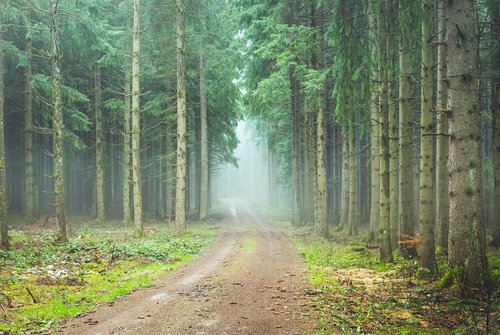 forest path  foggy  trueb