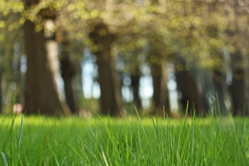 forest path  in the park  bank