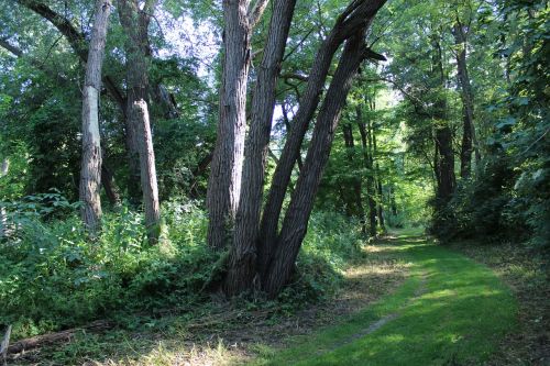 forest path nature trail forest