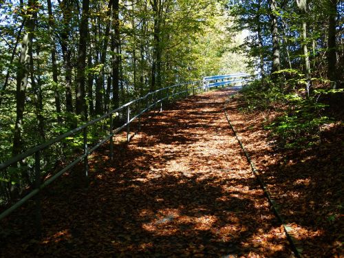 forest path fall leaves autumn forest