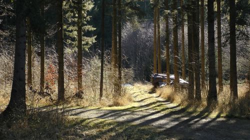 forest path trees nature